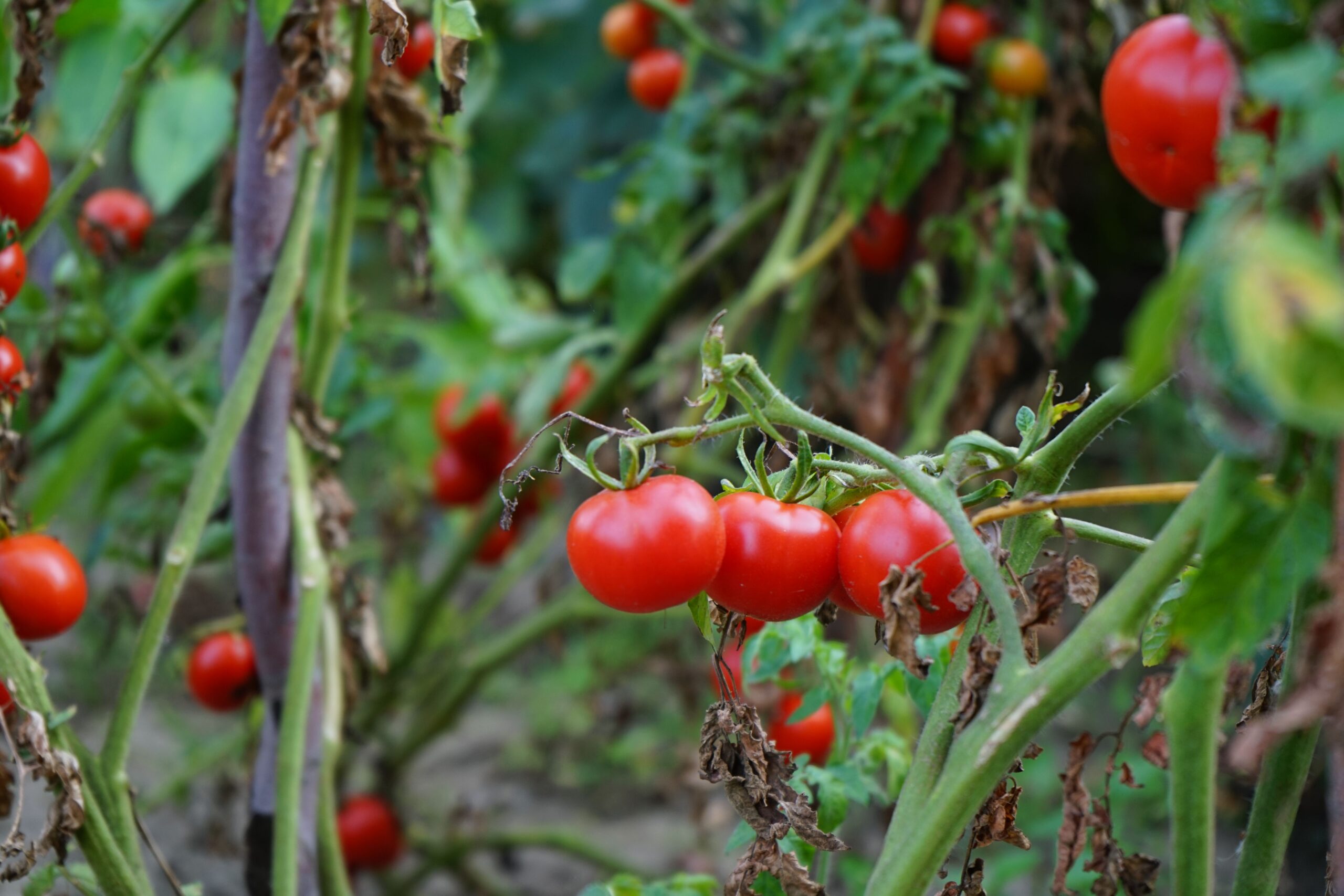 Tomato plant