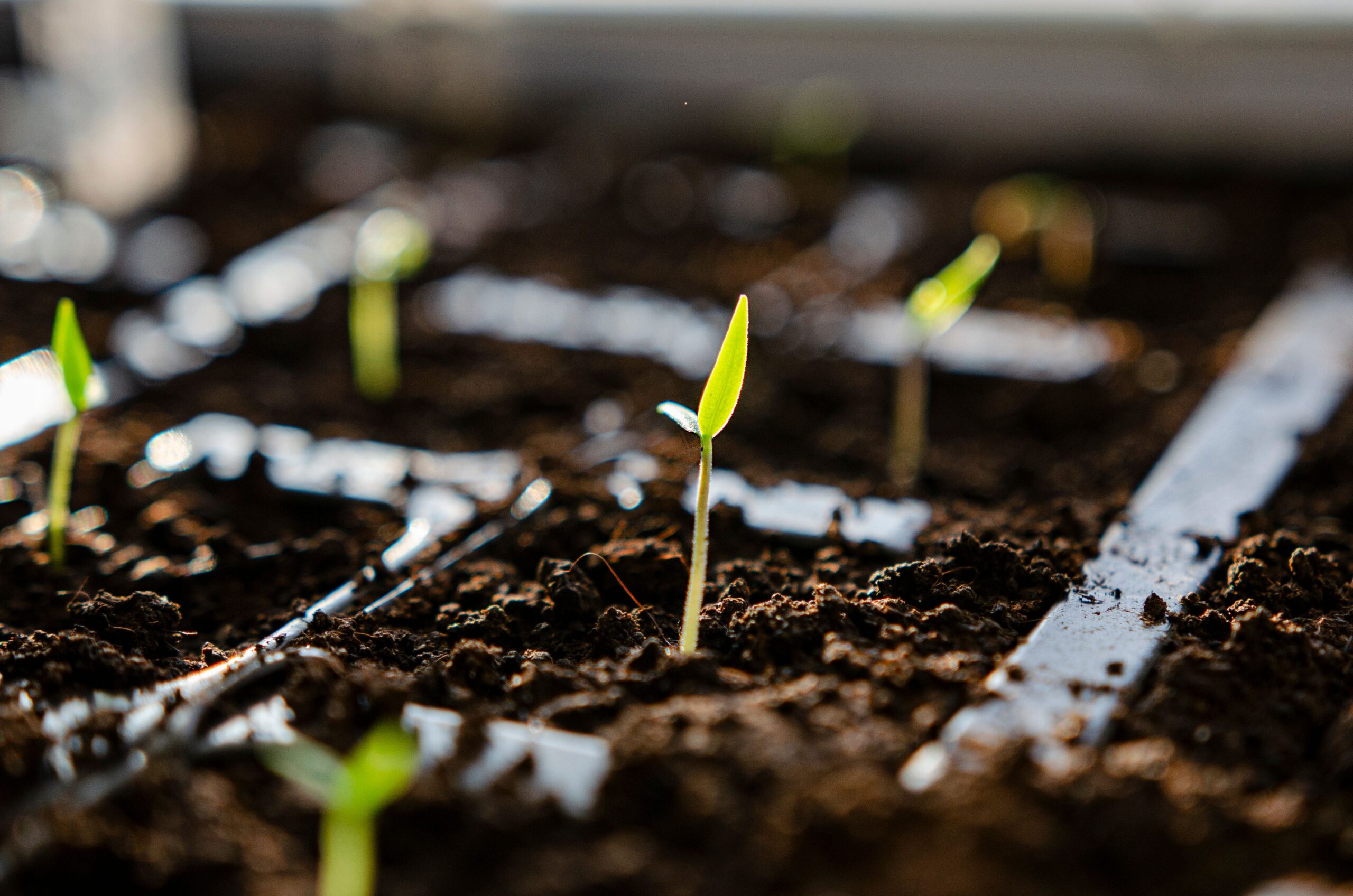 plant seeds