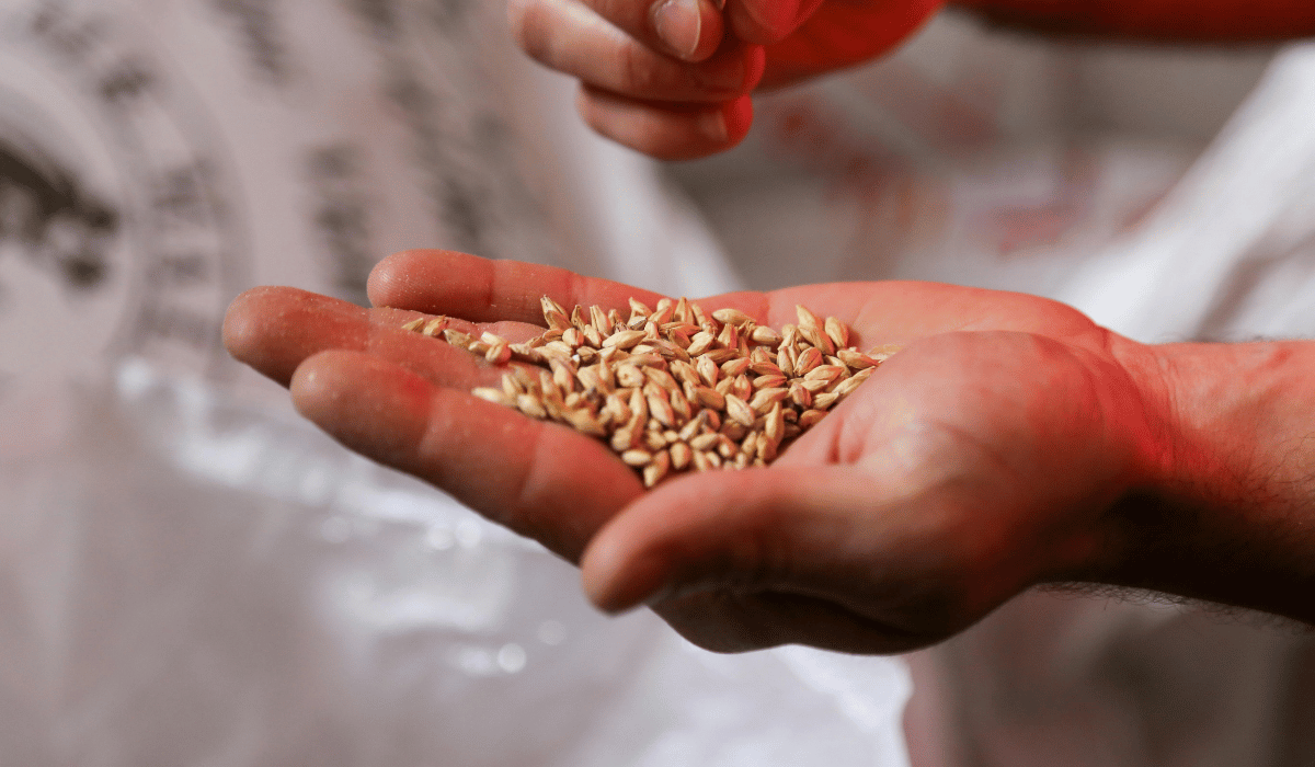 seeds in hand