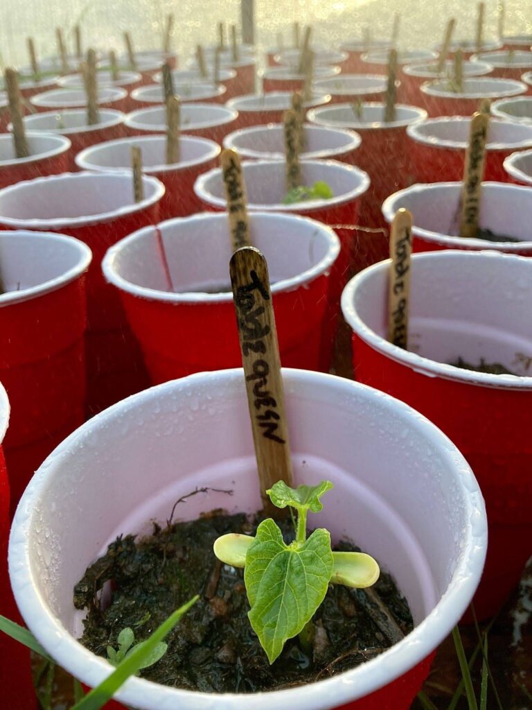 Best Seed Companies