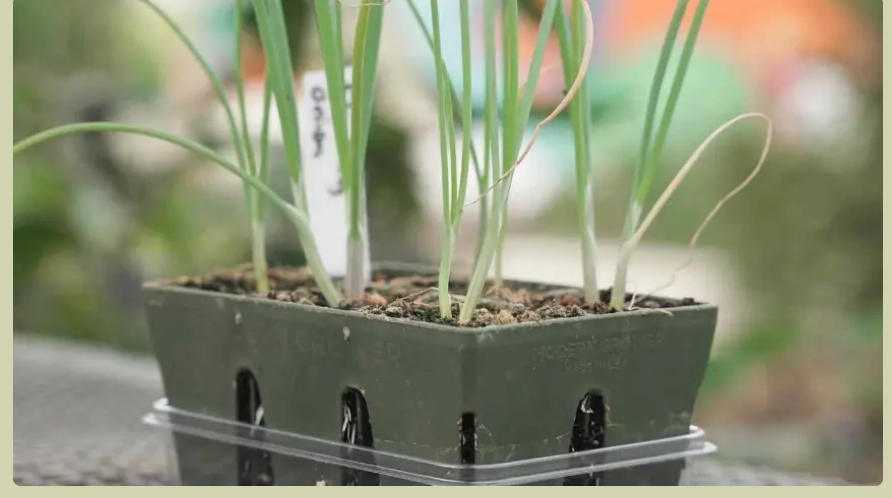 germination