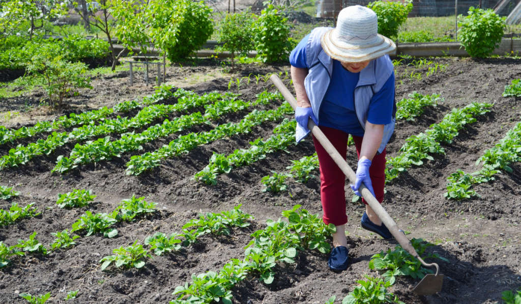 Best Herb Seeds for Home Gardens