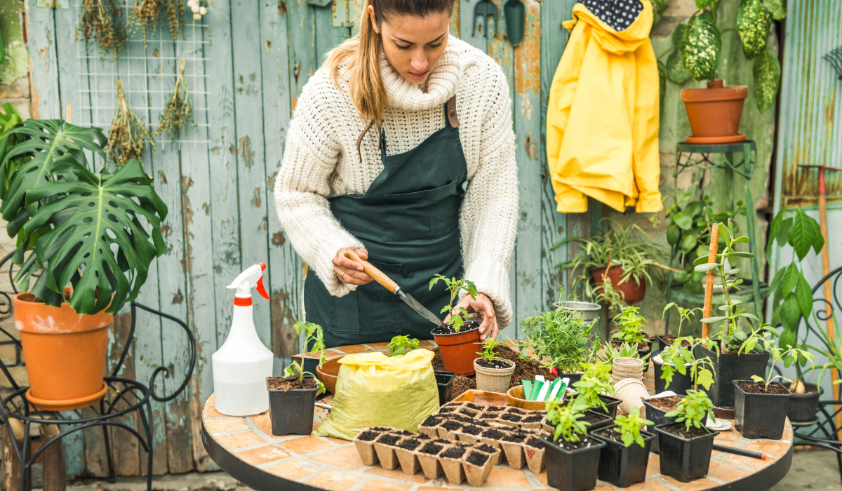 Best Herb Seeds for Home Gardens