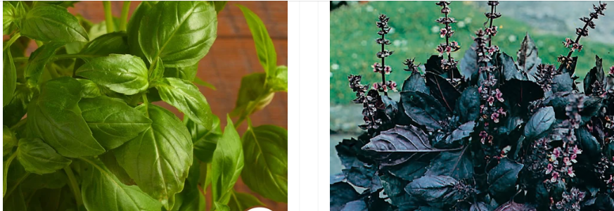 basil
