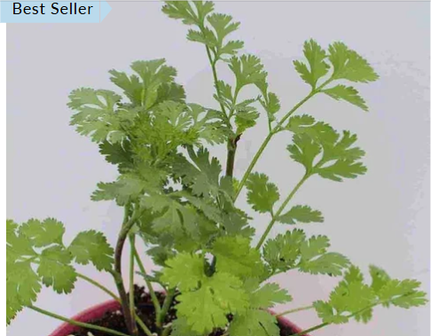 cilantro