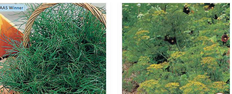 dill