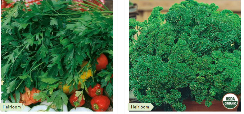 parsley 