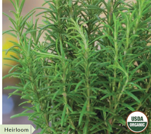 rosemary