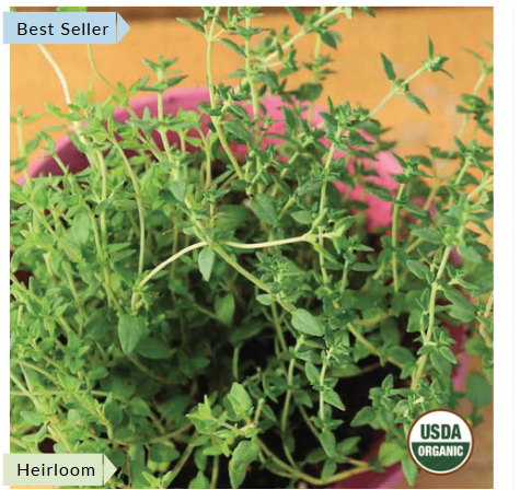 thyme