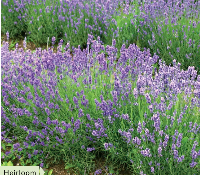 lavendeer