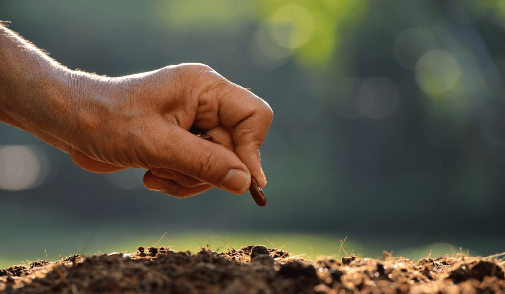 best place to get organic non gmo seeds