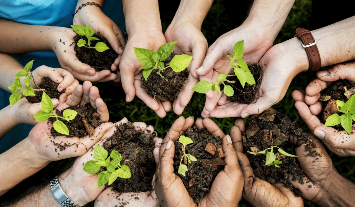 best place to get organic non gmo seeds