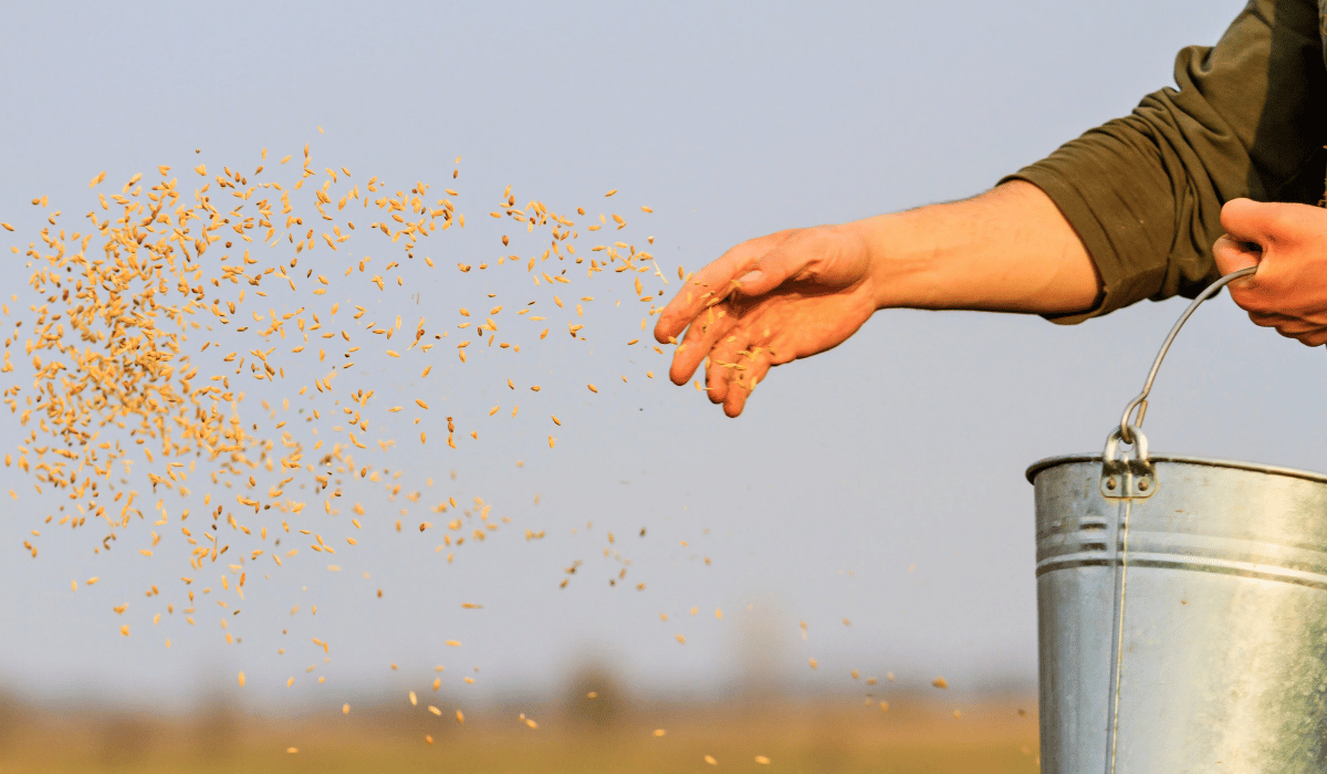 SOWING THE SEEDS OF LOVE