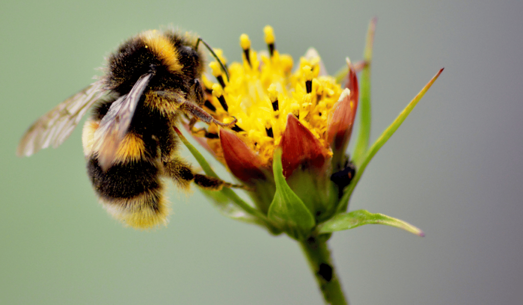 best pollinator seed mix