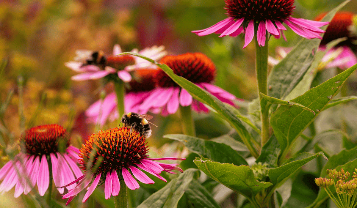best pollinator seed mix