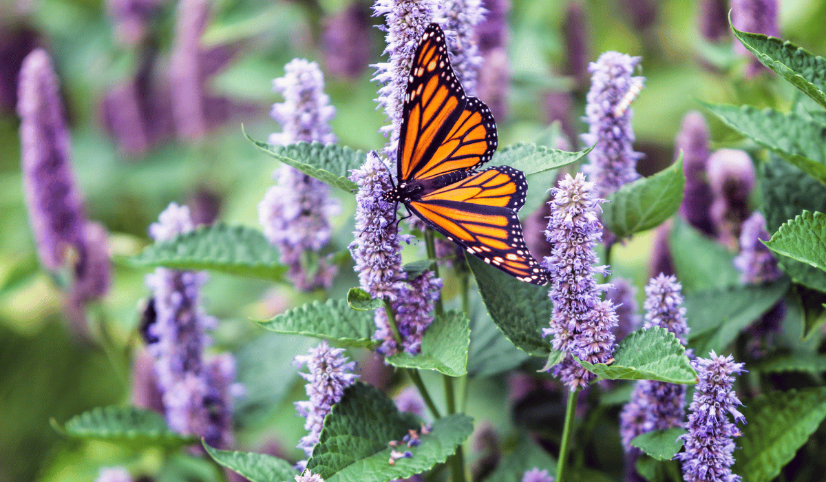 best pollinator seed mix